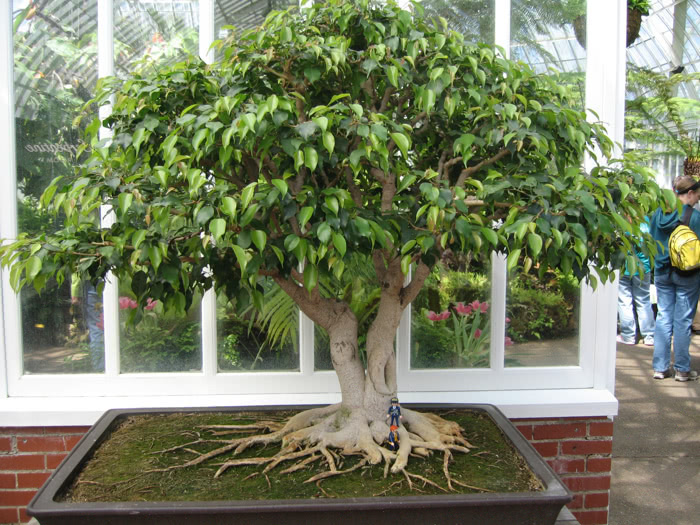 bonsai tree full